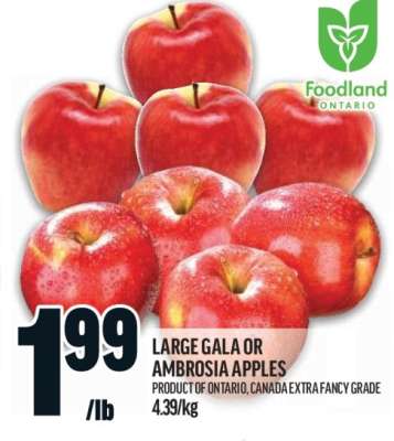 Large Gala or Ambrosia Apples