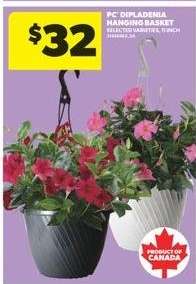 PC Dipladenia Hanging Basket
