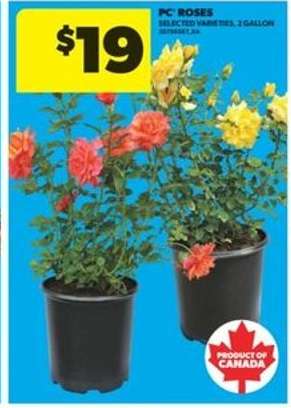 PC Roses