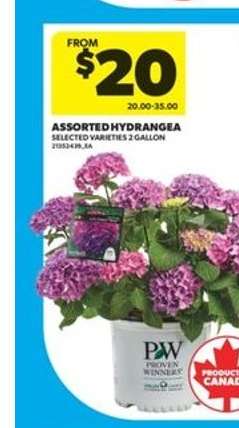 Assorted Hydrangea