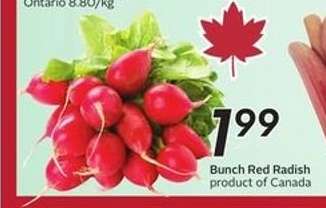 Bunch Red Radish