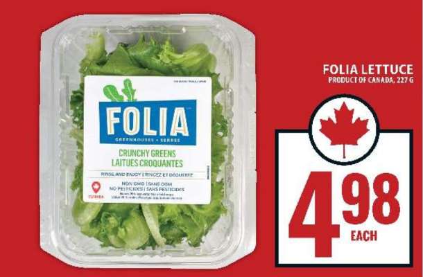 Folia Lettuce
