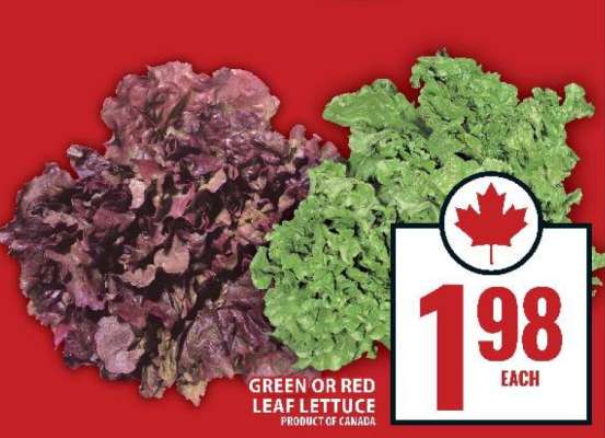 GREEN or RED LEAF LETTUCE