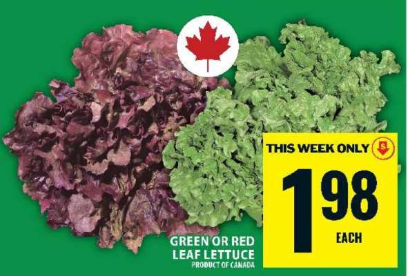 GREEN or RED LEAF LETTUCE