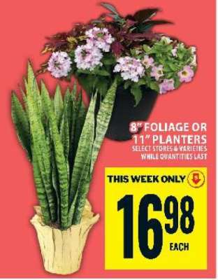 8" Foliage or 11" Planters