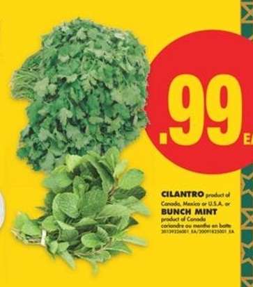 Cilantro or Bunch Mint