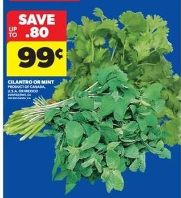 Cilantro or Mint