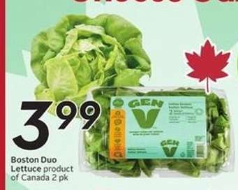 Boston Duo Lettuce