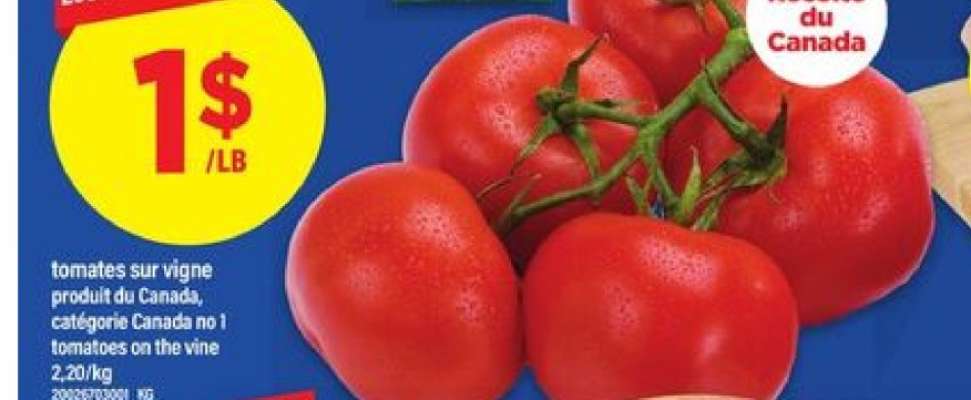 TOMATES SUR VIGNE