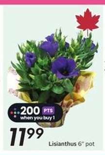 Lisianthus 6" pot