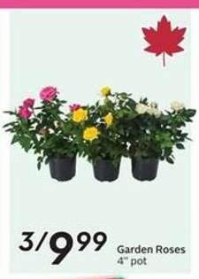 Garden Roses