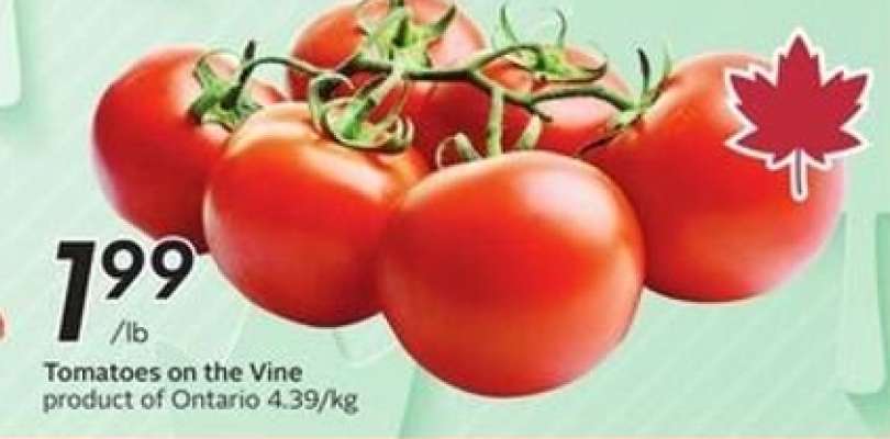 TOMATOES ON THE VINE