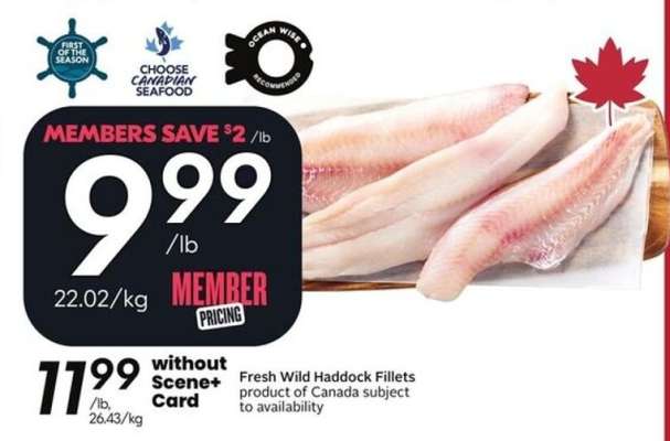 Fresh Wild Haddock Fillets