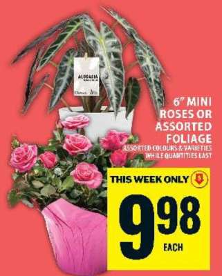 6” MINI ROSES OR ASSORTED FOLIAGE