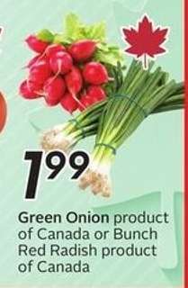 Green Onion or Bunch Red Radish