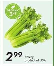 CELERY