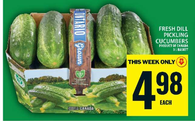 Fresh Dill Pickling Cucumbers