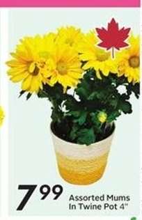 Assorted Mums In Twine Pot 4"
