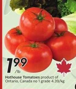 HOTHOUSE TOMATOES