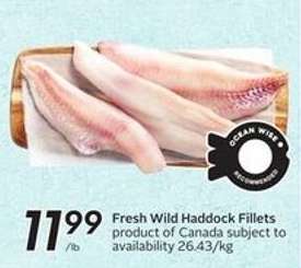Fresh Wild Haddock Fillets