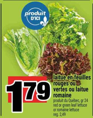 laitue en feuilles rouges ou vertes ou laitue romaine
