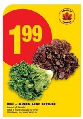 RED or GREEN LEAF LETTUCE