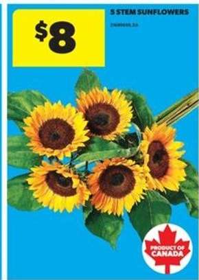 5 Stem Sunflowers