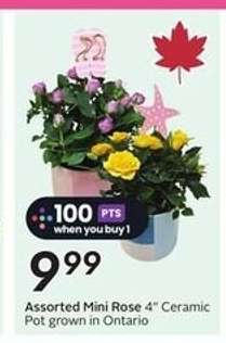 Assorted Mini Rose 4" Ceramic Pot