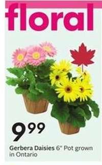 Gerbera Daisies