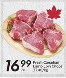 Fresh Canadian Lamb Loin Chops
