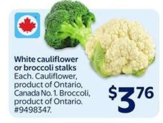 White Cauliflower or Broccoli Stalks