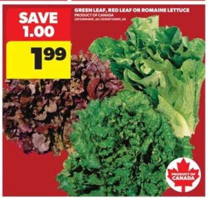 GREEN LEAF, RED LEAF or ROMAINE LETTUCE