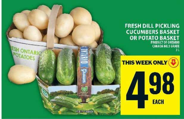 Fresh Dill Pickling Cucumbers Basket or Potato Basket