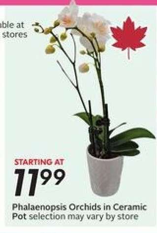 Phalaenopsis Orchids in Ceramic Pot