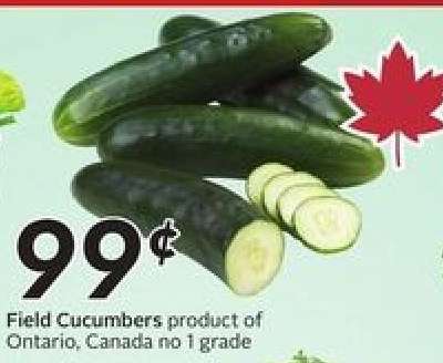 FIELD CUCUMBERS