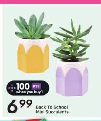 Back To School Mini Succulents