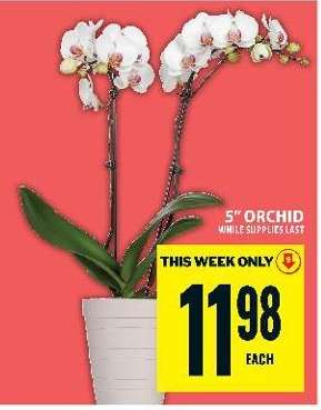 5" Orchid