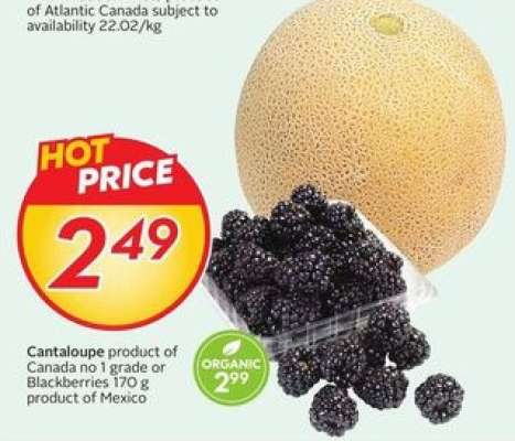 CANTALOUPE