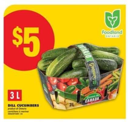 DILL CUCUMBERS
