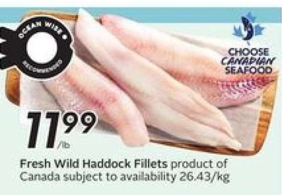 Fresh Wild Haddock Fillets