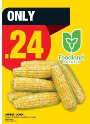 SWEET CORN