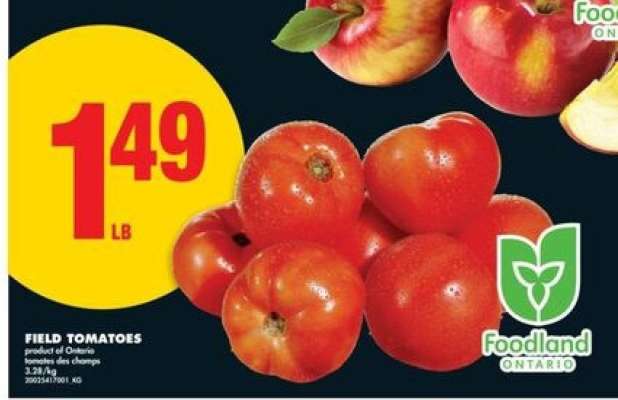 FIELD TOMATOES