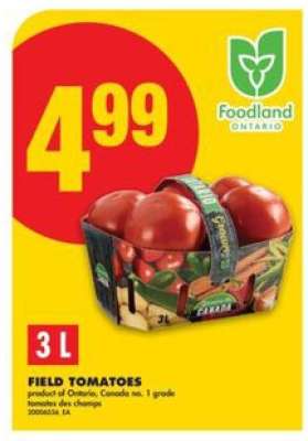 FIELD TOMATOES