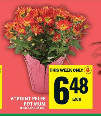 6" Point Pelee Pot Mum