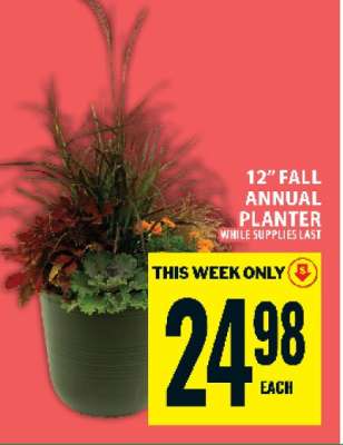12" Fall Annual Planter