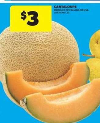 CANTALOUPE