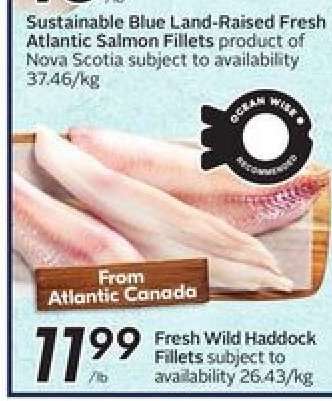 Fresh Wild Haddock Fillets