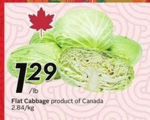 Flat Cabbage