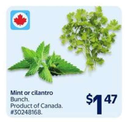Mint or Cilantro